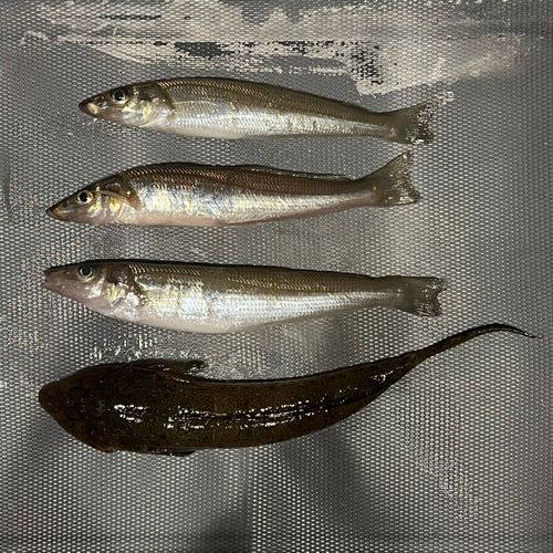 キスの釣果