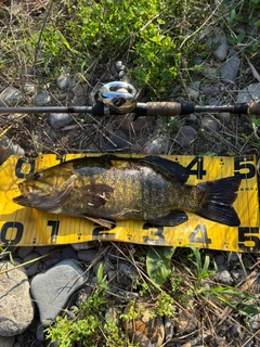 スモールマウスバスの釣果