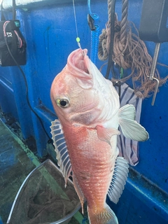 シロアマダイの釣果