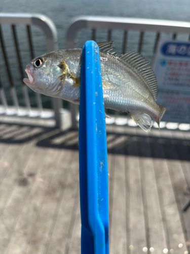 イシモチの釣果