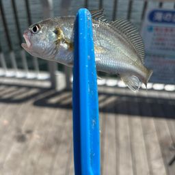 イシモチ