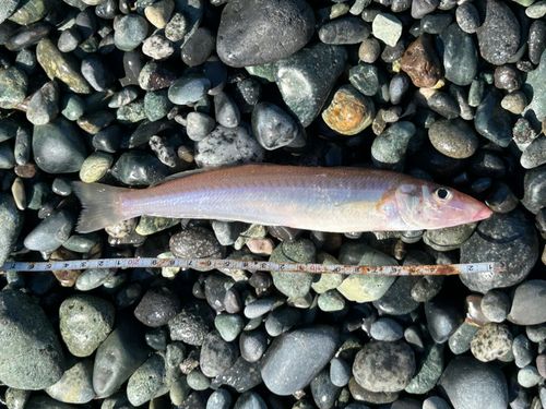 キスの釣果