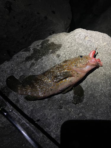 キジハタの釣果