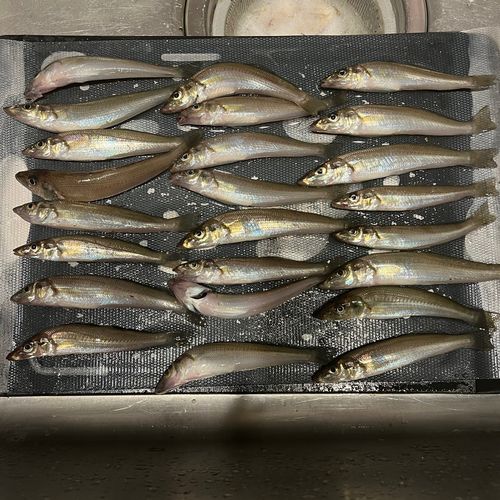 キスの釣果