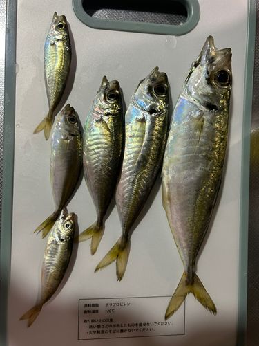 アジの釣果