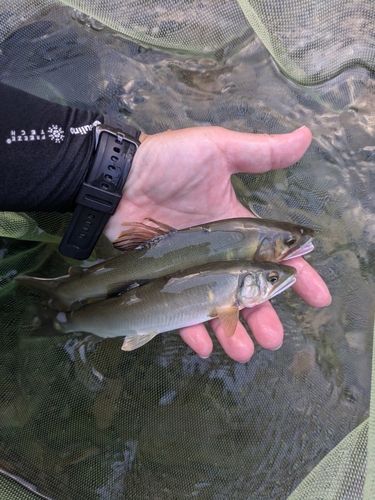 アユの釣果