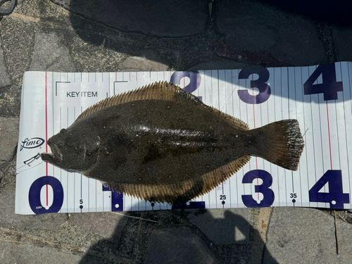 ヒラメの釣果