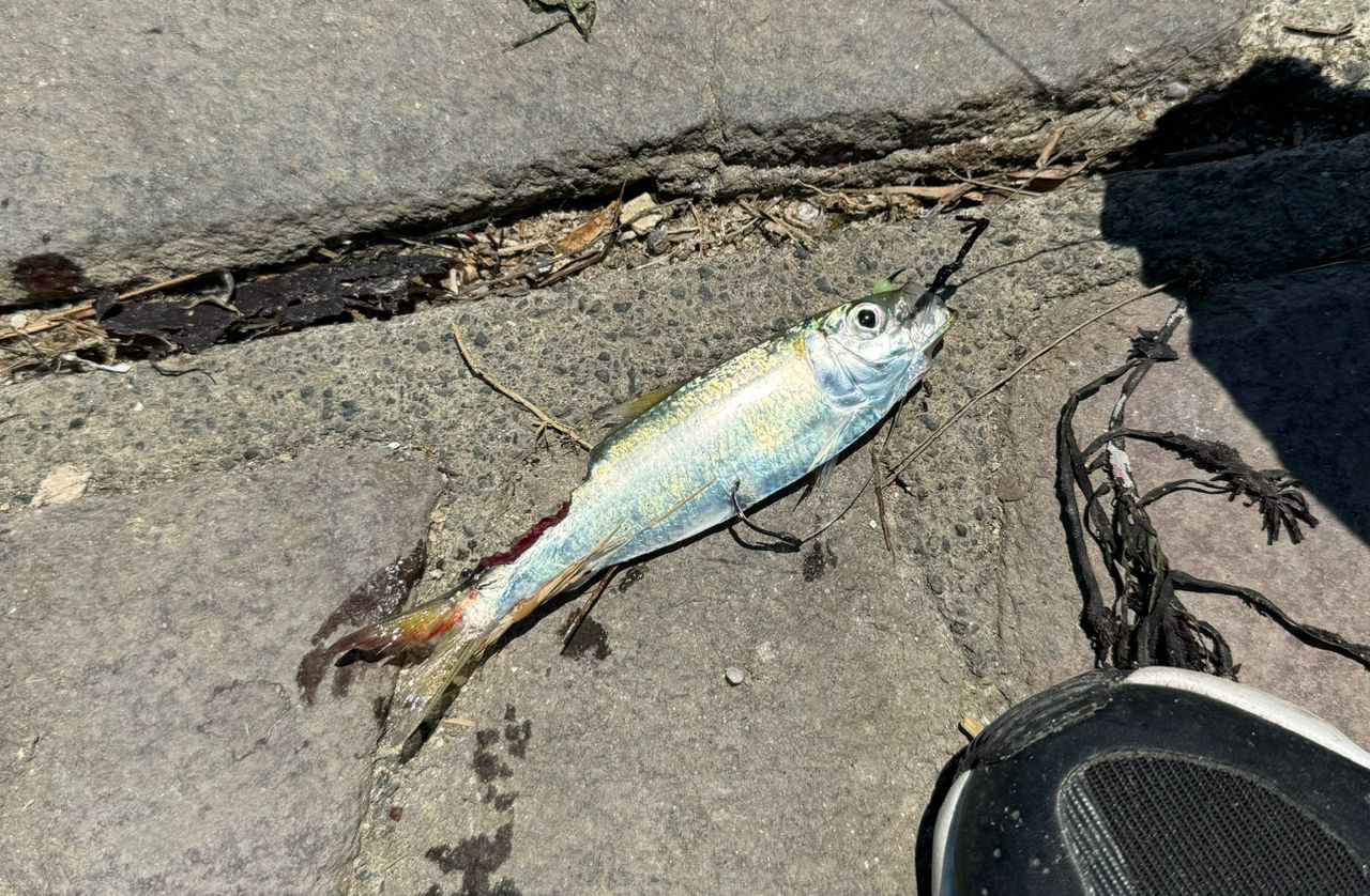 ヒラメ