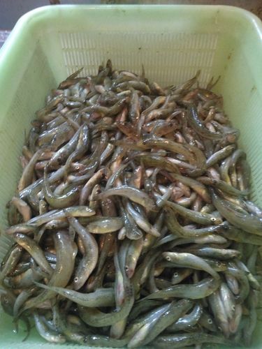ハゼの釣果