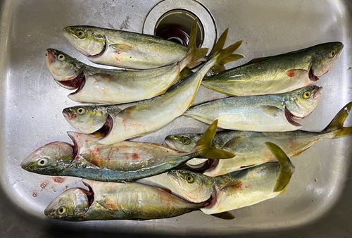 イナダの釣果