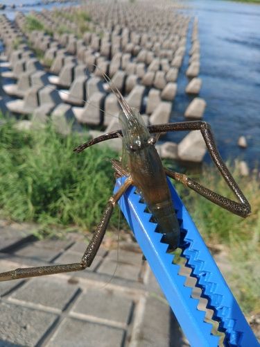 テナガエビの釣果