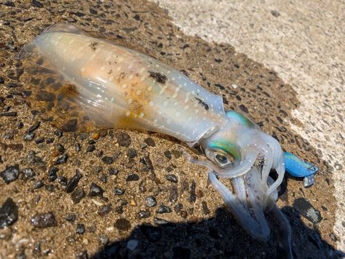 イカの釣果