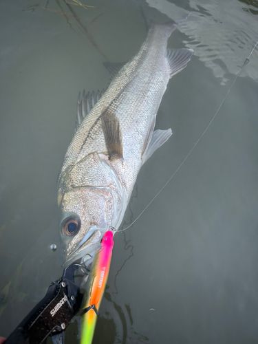 スズキの釣果