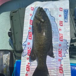 スモールマウスバス