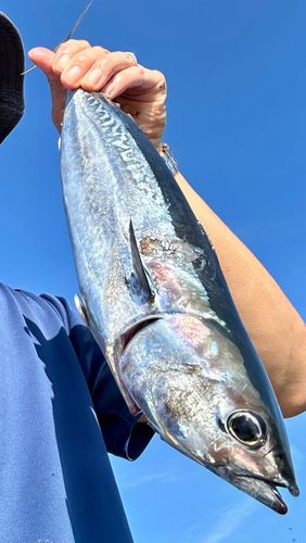 ソウダガツオの釣果