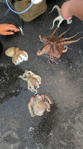 タコの釣果