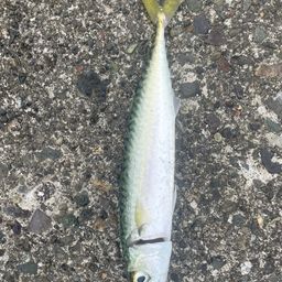 サバ