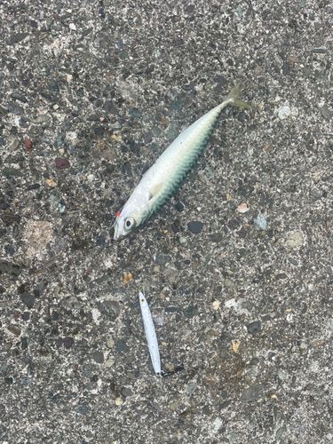 サバの釣果