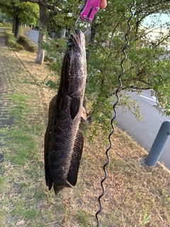 ライギョの釣果