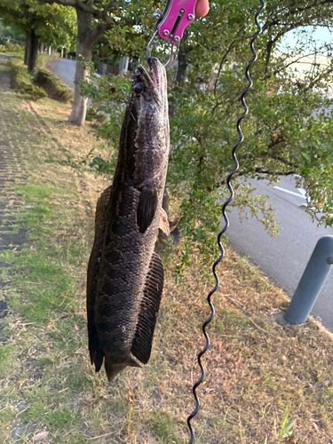 ライギョの釣果
