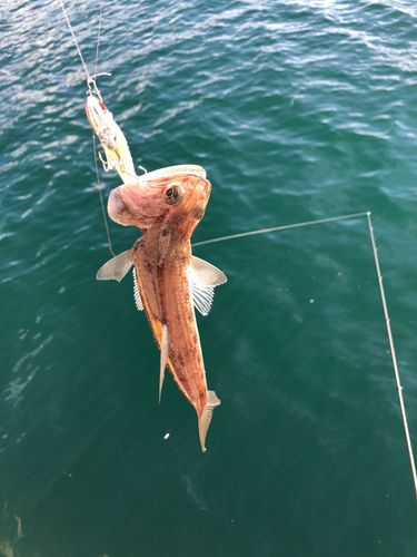 エソの釣果