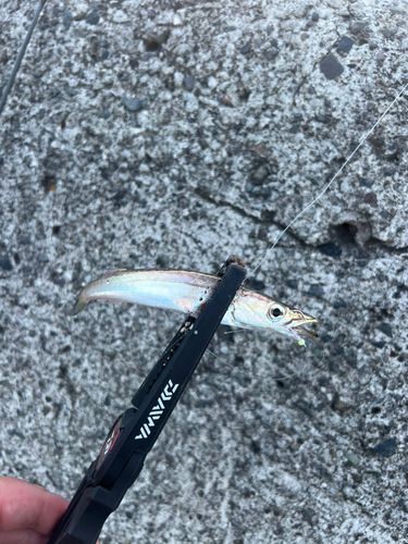 カマスの釣果