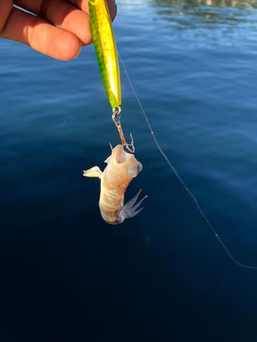 イトヒキハゼの釣果