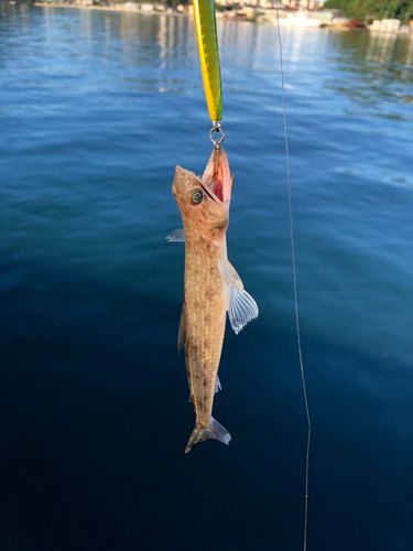 エソの釣果