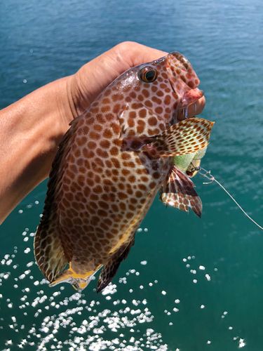 オオモンハタの釣果