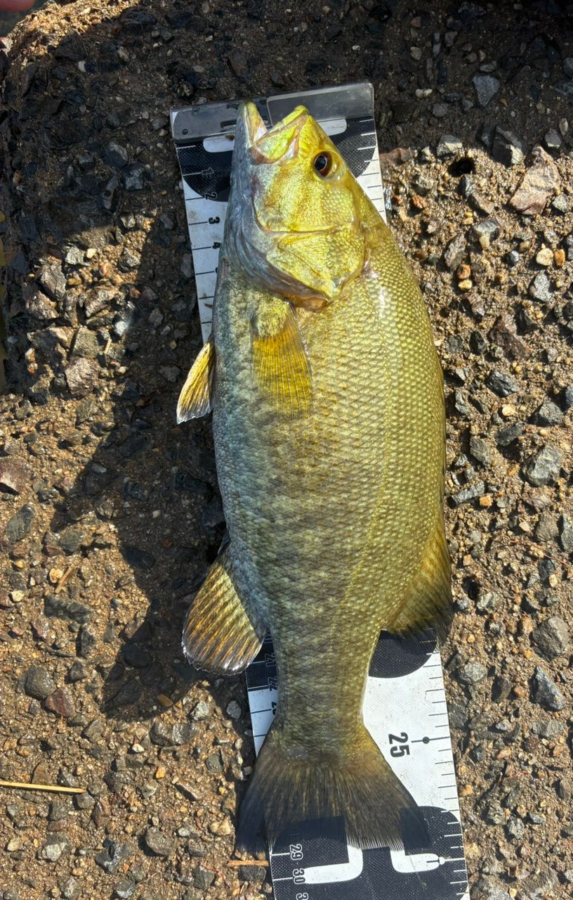 スモールマウスバス