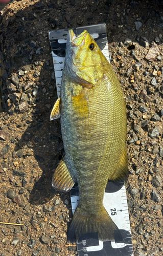 スモールマウスバスの釣果