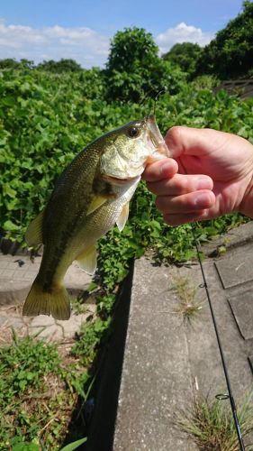 ラージマウスバスの釣果