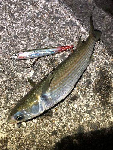 ボラの釣果
