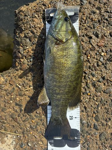 スモールマウスバスの釣果