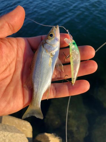 セイゴ（ヒラスズキ）の釣果