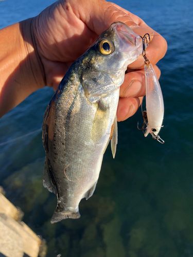 セイゴ（マルスズキ）の釣果