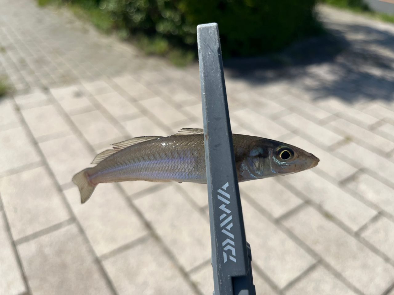 ☆FEEL★ DAIWA 23月下美人AIR MEBARU 68L-T Daiwa Gekkabijin AIR 68L-T/W (Spinning 2 Piece)