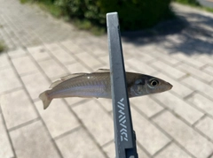 シロギスの釣果
