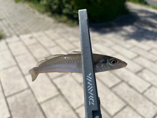 シロギスの釣果