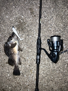 クロソイの釣果