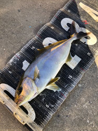 ネリゴの釣果