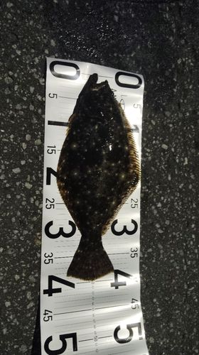 ヒラメの釣果
