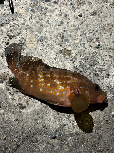 キジハタの釣果