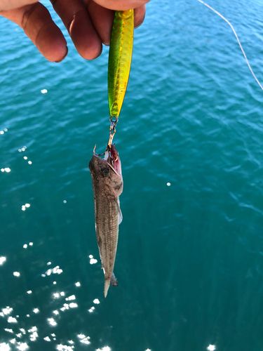 ネリゴの釣果