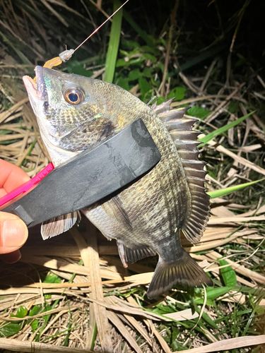 チンチンの釣果