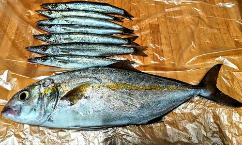 カンパチの釣果