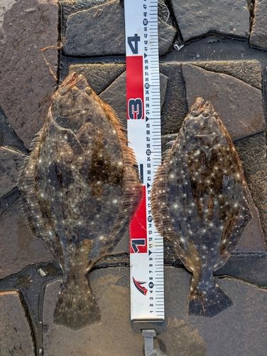 ヒラメの釣果