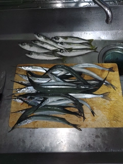 サヨリの釣果