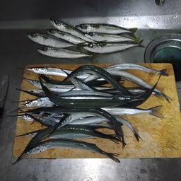 サヨリ