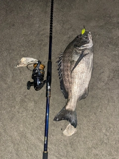 チヌの釣果